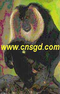 http://www.gd.chinanews.com.cn/2004-01-15/8/_1074151751_2.jpg