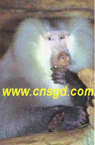 http://www.gd.chinanews.com.cn/2004-01-15/8/_1074151751_4.jpg