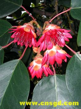 广州从化石门国家森林公园万亩红花荷盛装迎新