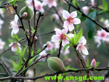 奇!广东阳春桃树结果之后又开花