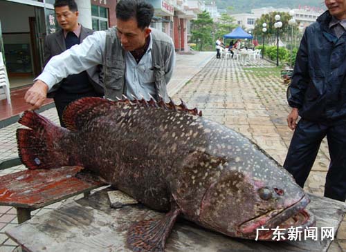 广东台山市一渔民捕获一条罕见的龙趸鱼(图)