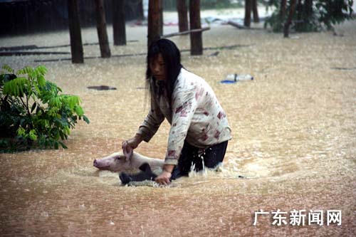 广东暴雨连夺9命 深圳遭百年一遇暴雨(组图)