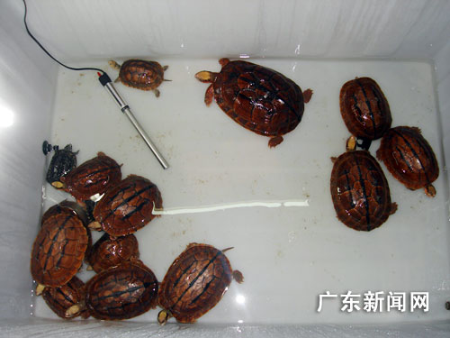 广东南海警方破获名贵金钱龟盗窃案(图)