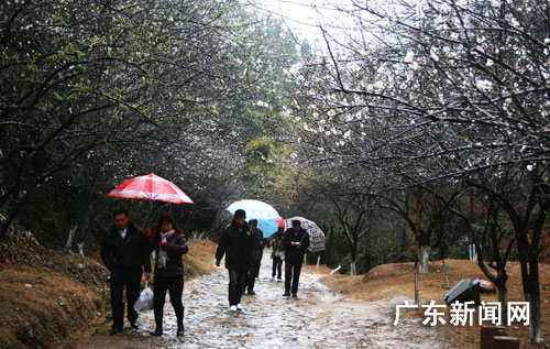 广东韶关南雄市梅关古道两旁的梅花开得格外妖