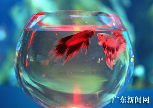 泰国华人论坛,泰华论坛,泰国中文网,泰国论坛 -