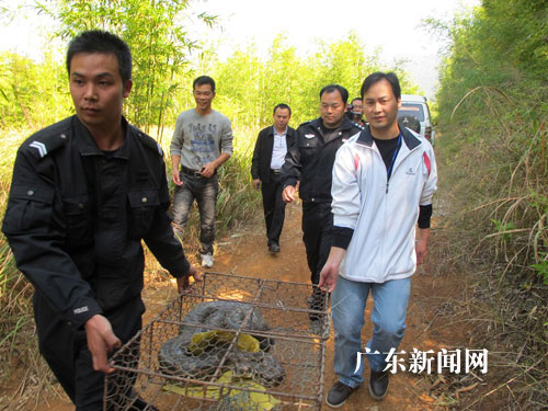 大蟒蛇横卧路中晒太阳险成盘中餐