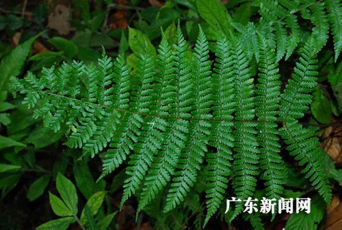 华南植物园54年来重新发现珍稀蕨类植物