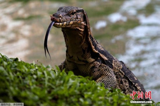 泰国曼谷一公园巨蜥数量过多 政府捕捉强迁(5)