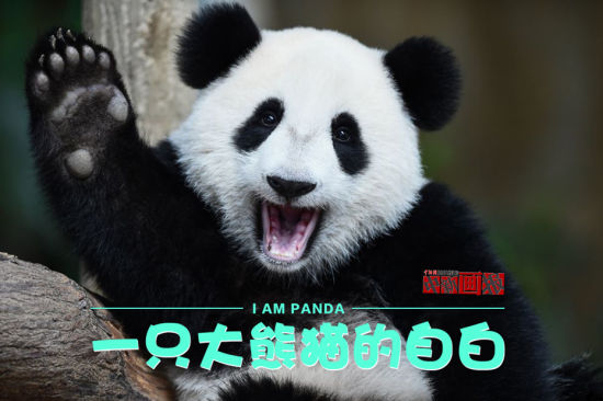 我叫大熊猫,别人都叫我"国宝",其实我并不喜欢这个名字,因为我为熊