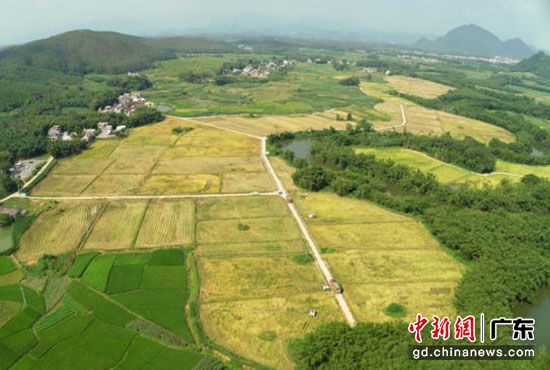 广东新闻网 > 正文  近日,在英德市石灰铺镇竹田村的320亩水田里