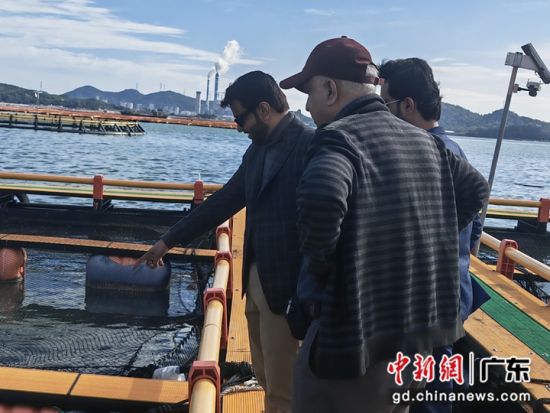 由巴基斯坦俾路支省渔业和沿海发展部、瓜达尔工商会一行10人组成的访问团29至30日走进广东汕头,寻觅在海洋牧场方面的合作机遇。林大森 摄 由巴基斯坦俾路支省渔业和沿海发展部、瓜达尔工商会一行10人组成的访问团29至30日走进广东汕头,寻觅在海洋牧场方面的合作机遇。林大森 摄