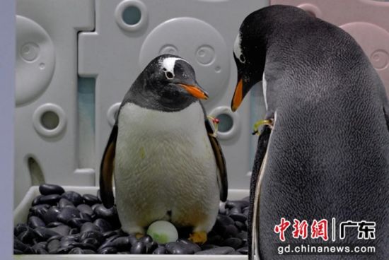企鹅爸妈孵化宝宝。受访方 供图 企鹅爸妈孵化宝宝。受访方 供图