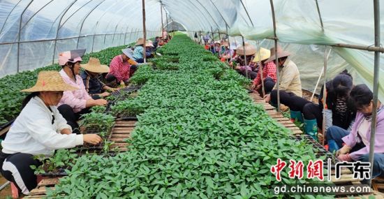 牛哥驿站的专家服务当地种植户发展,推动联农带农。(广东农村政策研究中心 供图) 牛哥驿站的专家服务当地种植户发展,推动联农带农。(广东农村政策研究中心 供图)