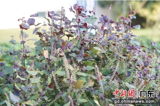 紫苏。广州中医药大学供图 紫苏。广州中医药大学供图