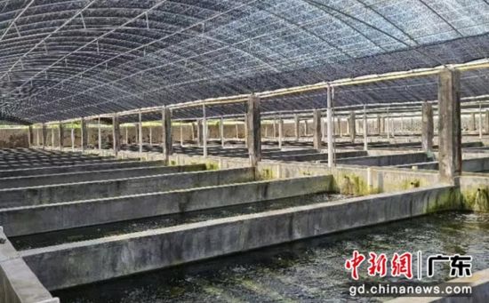 华深水产养殖有限公司鲍鱼养殖池。揭宣 供图 华深水产养殖有限公司鲍鱼养殖池。揭宣 供图