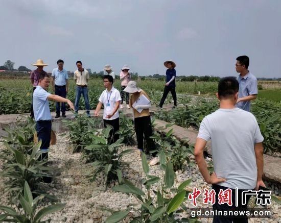 华南农业大学的“复合垂直下行流人工湿地技术”如同巧手“大地医生”。 (通讯员供图) 华南农业大学的“复合垂直下行流人工湿地技术”如同巧手“大地医生”。 (通讯员供图)