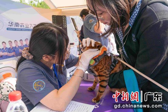 现场动物医生为宠主提供健康咨询与初步诊疗服务。钟锐 摄 现场动物医生为宠主提供健康咨询与初步诊疗服务。钟锐 摄