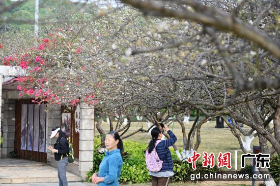 12��30�գ����˾���ɡ��ܸ���ѩ��2026�ܸ���ѩ�Ļ�����ڹ����л������ܸ���ѩ��԰���С�ͼΪ�ο����ܸ���ѩ��԰��԰��÷�� ���� �³��� ��