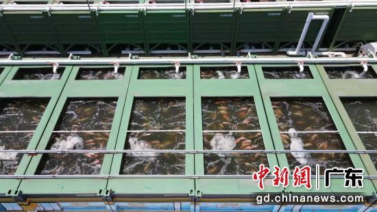 集装箱内养殖的活鱼。受访者供图 集装箱内养殖的活鱼。受访者供图