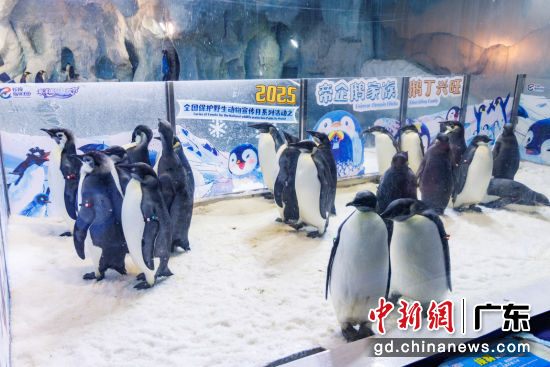 ���ٳ�¡��������Ϊ22ֻ��������챦��������һ���ر�ġ���ҵ���񡱡���¡�������� ��ͼ