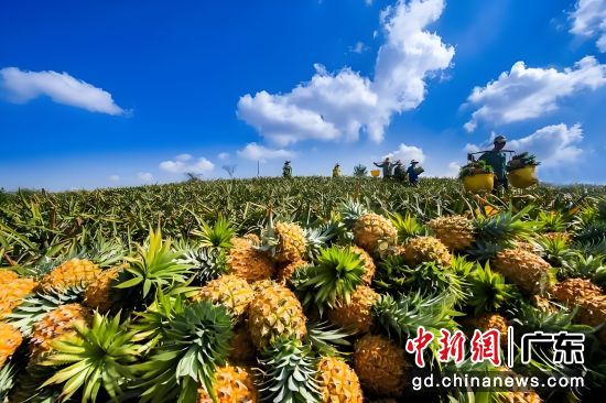 徐闻菠萝采收现场。陈北跑 摄 徐闻菠萝采收现场。陈北跑 摄