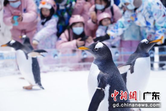 企鹅。正佳文旅集团 供图 企鹅。正佳文旅集团 供图