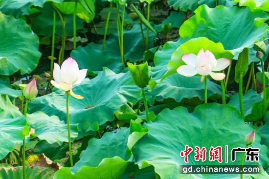 荷花盛开美景。通讯员 供图 荷花盛开美景。通讯员 供图