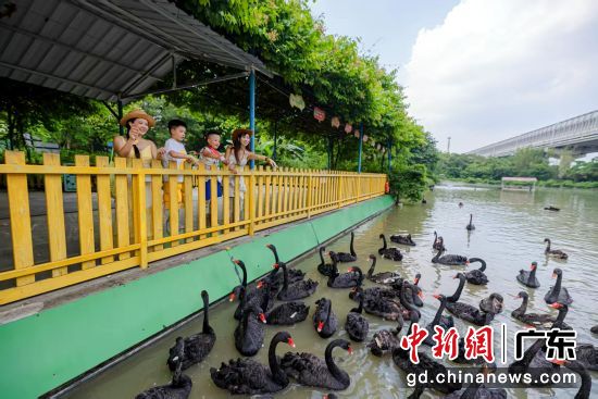 广州长隆飞鸟乐园暑期主题活动“飞鸟嘉年华”13日拉开帷幕。众多亲子家庭走进长隆飞鸟乐园,在湿地绿意与飞鸟相伴中开启夏日自然之旅。广东长隆集团 供图 广州长隆飞鸟乐园暑期主题活动“飞鸟嘉年华”13日拉开帷幕。众多亲子家庭走进长隆飞鸟乐园,在湿地绿意与飞鸟相伴中开启夏日自然之旅。广东长隆集团 供图