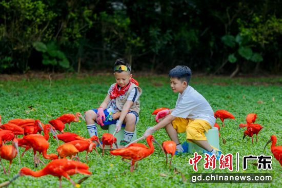 广州长隆飞鸟乐园暑期主题活动“飞鸟嘉年华”13日拉开帷幕。众多亲子家庭走进长隆飞鸟乐园,在湿地绿意与飞鸟相伴中开启夏日自然之旅。广东长隆集团 供图 广州长隆飞鸟乐园暑期主题活动“飞鸟嘉年华”13日拉开帷幕。众多亲子家庭走进长隆飞鸟乐园,在湿地绿意与飞鸟相伴中开启夏日自然之旅。广东长隆集团 供图