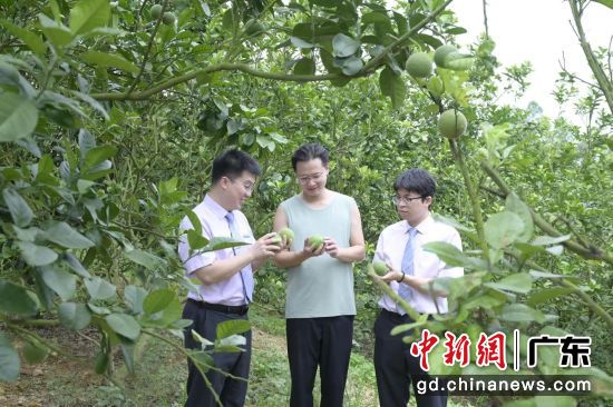 化橘红成百亿富民产业。广东农行 供图 化橘红成百亿富民产业。广东农行 供图