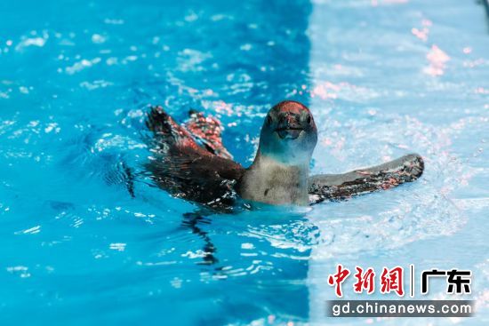 广东首只极危物种非洲企鹅宝宝亮相横琴长隆。横琴长隆 供图 广东首只极危物种非洲企鹅宝宝亮相横琴长隆。横琴长隆 供图