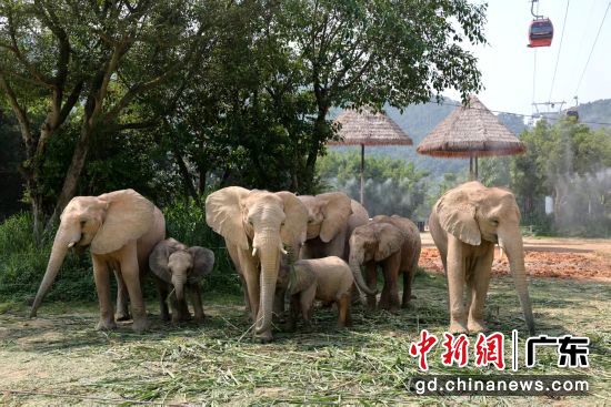 图为生活在广东清远长隆度假区内的非洲象群。广东长隆集团 供图 图为生活在广东清远长隆度假区内的非洲象群。广东长隆集团 供图