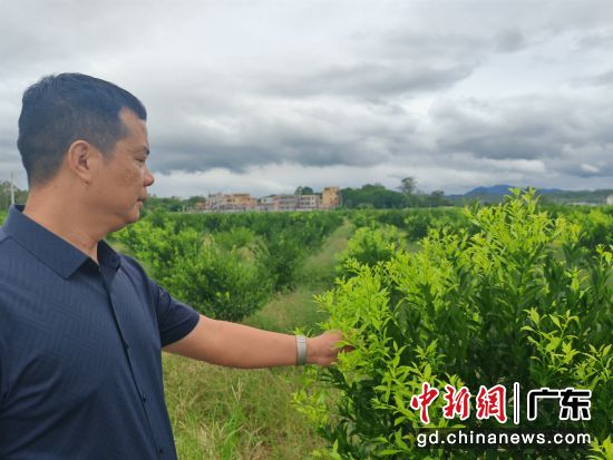 拾月红标准化种植示范基地,连片的茶枝柑苗木长势喜人。冯创志 摄 拾月红标准化种植示范基地,连片的茶枝柑苗木长势喜人。冯创志 摄