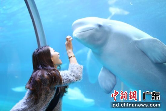 游客与海豚互动。正佳 供图 游客与海豚互动。正佳 供图