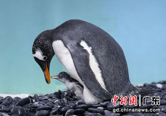 企鹅。正佳 供图 企鹅。正佳 供图