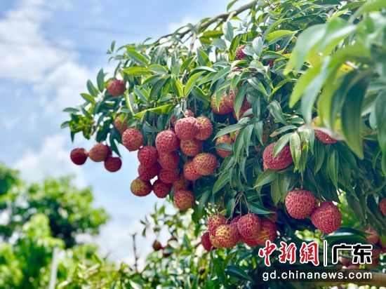 ��֦�����췽 ��ͼ