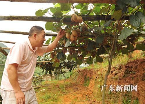 广东和平县猕猴桃带动山区经济发展(图)