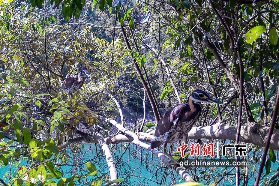 广东韶关发现全世界野外不到1000只的海南虎斑鳽