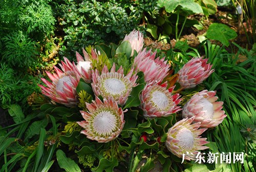 雌雄异株的植物