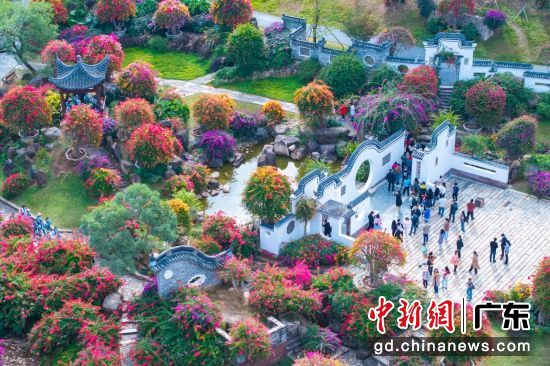 ����ۻ�ֲ��԰��԰�� ��ͼ