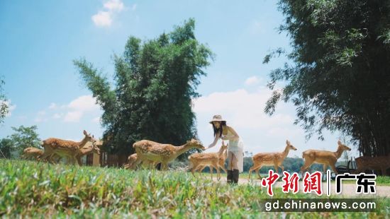 �ο���÷��¹������԰�� ��ͼ