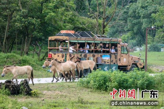 �㶫��Զ��¡�ȼ���22��ȫ�濪ҵ��������Ŀ��¡�����ԽҰ����� ��ֻ�������������� �������Χǽ�����ᣬΪ 300 ���֡�����ֻҰ�������ṩ��������ʳ��Ϸˮ��Ǩ���ԭ�����ռ䡣�㶫��¡���� ��ͼ